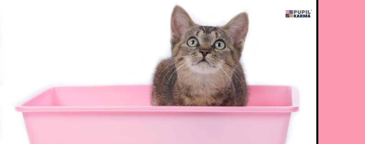 Czym jest biegunka u kota. Zdjęcie szarego kotka w różowej kuwecie. Po prawej różowy pas i logo pupilkarma.
